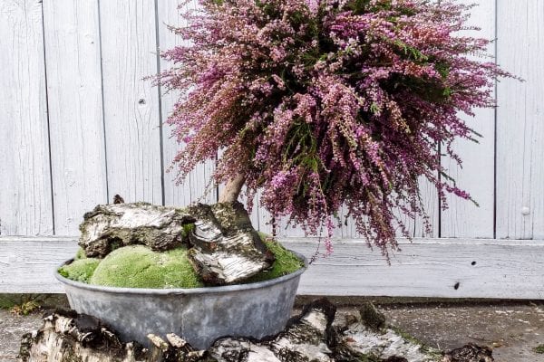 Podzimní dekorace: jak vyrobit stromeček z vřesu