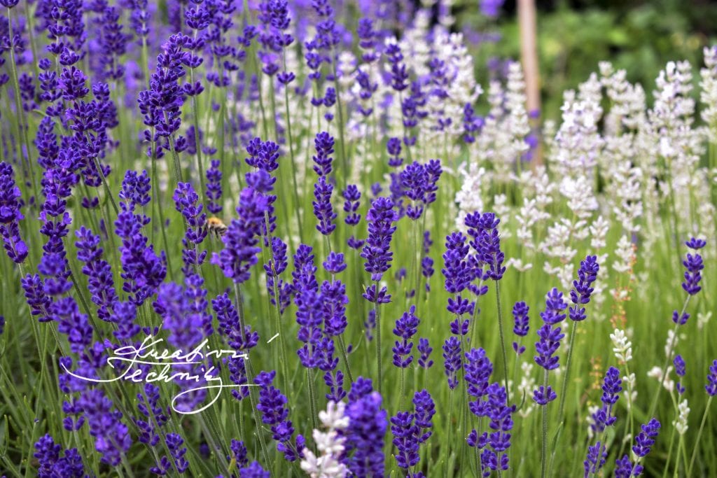 growing lavender tips