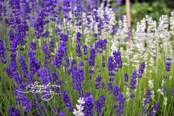 Lavender: how to grow and care?