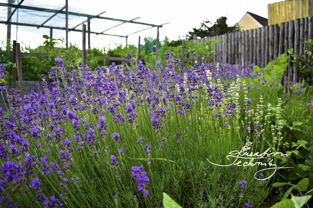 lavender plant care tips, how to grow lavender, lavender, lavender garden, lavender garden ideas, lavender plant care, how to grow lavender from cuttings, growing lavender, Growing lavender 