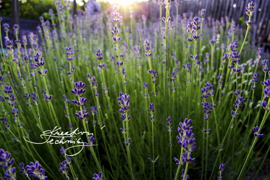 Lavender, lavender, how to grow lavender, how to grow lavender from cuttings, growing lavender, lavender garden, lavender garden ideas, lavender plant care, lavender plant care tips