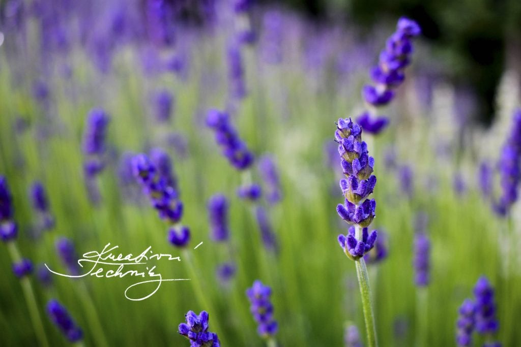 Lavender, lavender plant care, lavender plant care tips, how to grow lavender, how to grow lavender from cuttings, lavender, lavender garden, lavender garden ideas, growing lavender