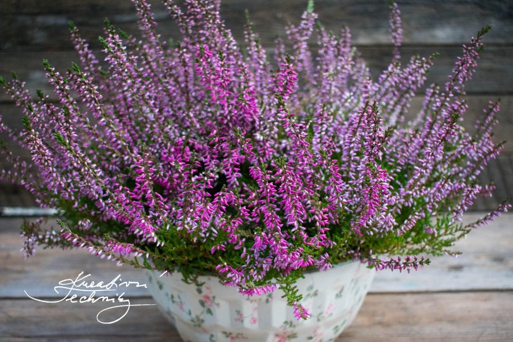 heather flower decoration, Heather decorations, fall potted plants, fall inspiration, fall aesthetic, fall decorations, fall crafts, fall crafts, fall decor ideas, autumn decorations, autumn decorations diy, fall diy, fall decoration diy, Fall decoration diy, autumn flower box diy, fall flower boxes ideas, fall boxes, fall flowers pots, rustic fall decorations, fall flower boxes, heather flower decoration.