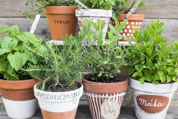 Bylinky: cedulky, zápichy, jmenovky k bylinkám