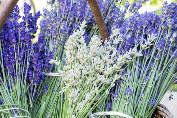 Lavender: 8 Tips for Lavender Decorations