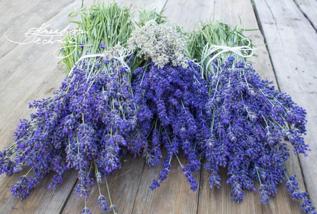 lavender aesthetic, lavender aesthetic, lavender plant care, diy lavender decor, lavender bouquet, lavender, lavender flower, growing lavender, dried lavender bouquet, dried lavender bouquet decor, lavender bouquet decoration, lavender plant uses, rose and lavender bouquet, lavender decor, lavender decorations, lavender decorations home, lavender decor home, dried lavender decor, dried lavender decoration, how to grow lavender, lavender plant care, Drying lavender, Collecting lavender, 