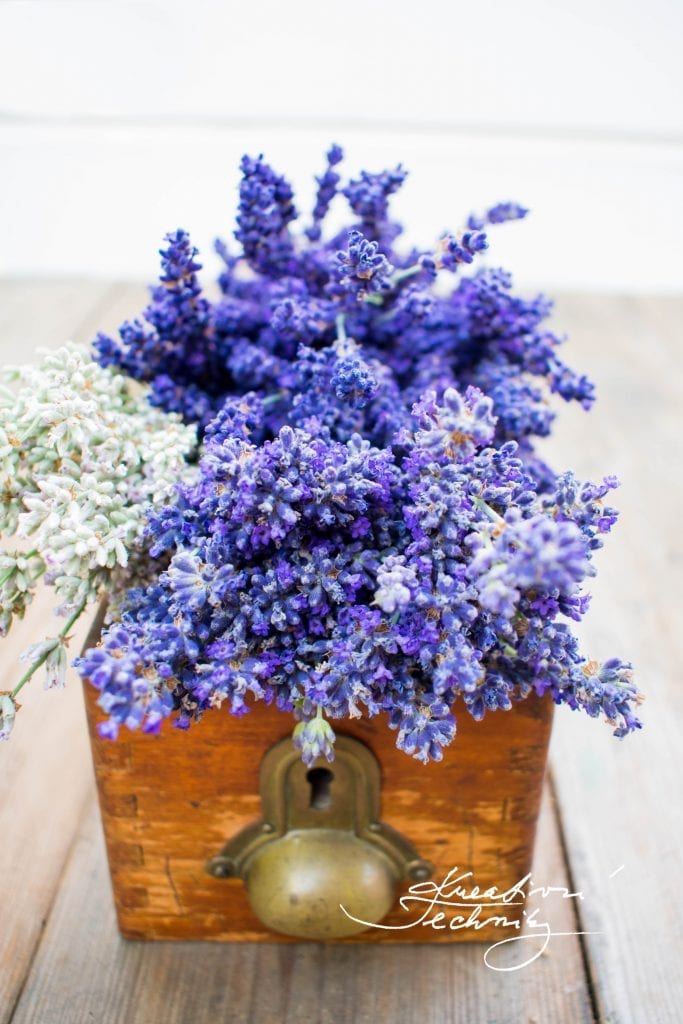 lavender aesthetic, lavender aesthetic, lavender plant care, diy lavender decor, lavender bouquet, lavender, lavender flower, growing lavender, dried lavender bouquet, dried lavender bouquet decor, lavender bouquet decoration, lavender plant uses, rose and lavender bouquet, lavender decor, lavender decorations, lavender decorations home, lavender decor home, dried lavender decor, dried lavender decoration, 