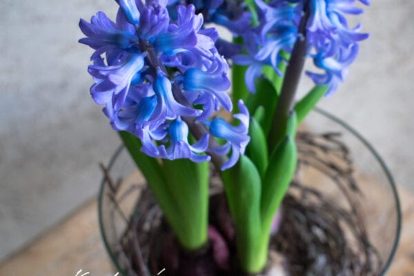 Jarní květiny: inspirace na jarní dekorace