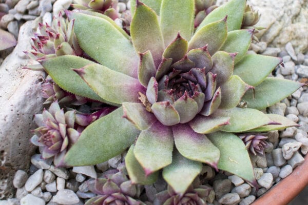 Netřesky: Krásná zahradní dekorace