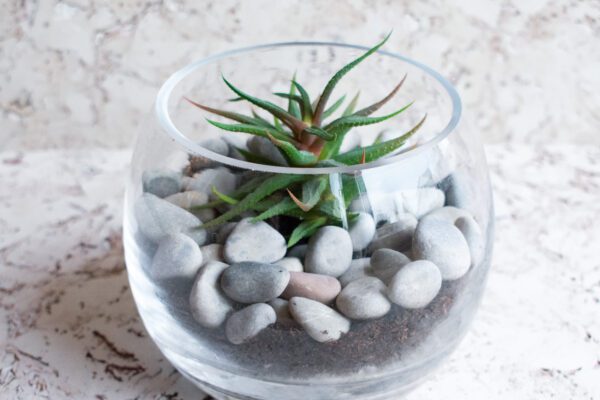 Sukulenty ve skle jsou in