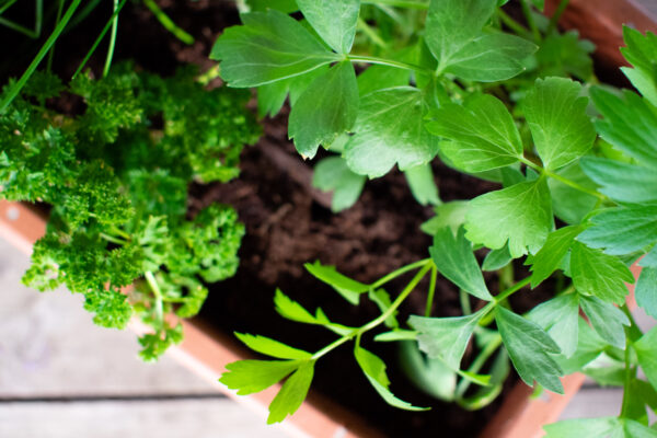 Mějte čerstvé bylinky pro letní vaření a grilování vždy po ruce