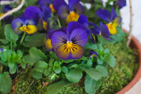 Jarní dekorace ke vchodu, na terasu i balkon