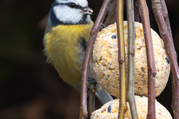 Krmítko pro ptáky za pár korun