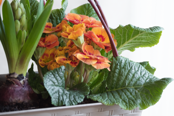 Jarní truhlíky na okno, balkon či terasu