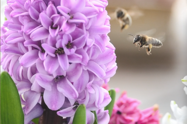 Venkovní dekorace v keramické misce