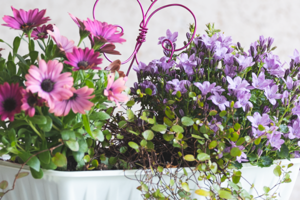 Inspirace na letní truhlíky: Slaďte si je barevně tón v tónu