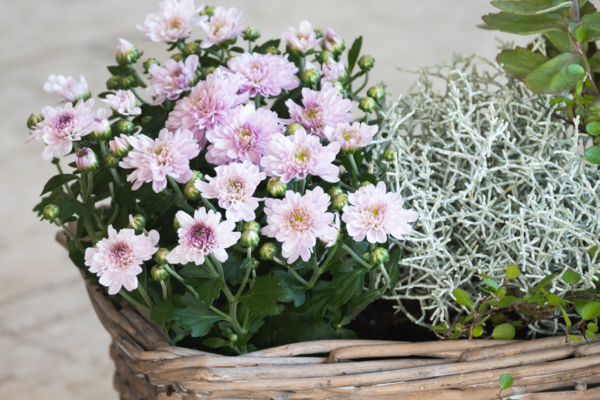 Podzimní dekorace do truhlíků: Inspirace na tvoření