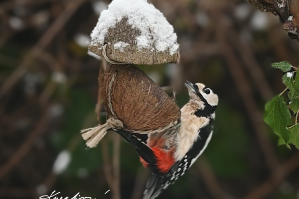 Krmítko pro ptáky: Levné a velmi jednoduché