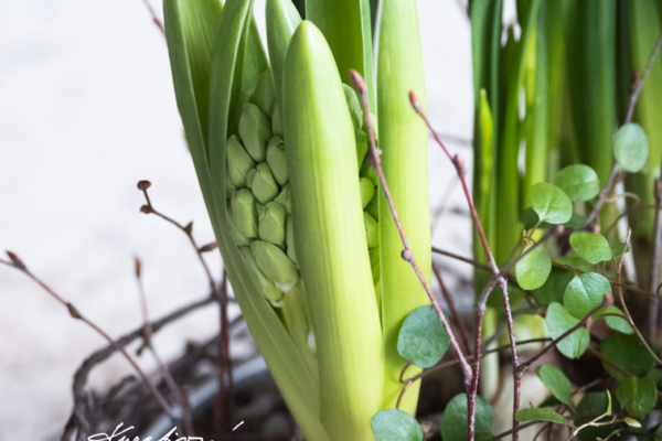 Jarní dekorace: Jednoduché květinové aranžmá