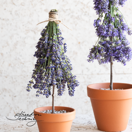 Levandulová dekorace. Tvoření z levandule. Levandule dekorace. Lavender. Pěstování levandule. Dekorace levandule. Okrasná levandule. Levandule. Jak vyrobit dekorace z levandule. Sušená levandule. Dekorace ze sušené levandule. Dekorace z levandule. Výroba dekorace. Kreativní tvoření. Výroba dekorace. Kytice levandule. Levandulová kytice. Vázání levandule. Jak uvázat levandule. Venkovský styl. Provence styl. Provence. Návod. Návody. DIY. Stromeček. Stromečky.