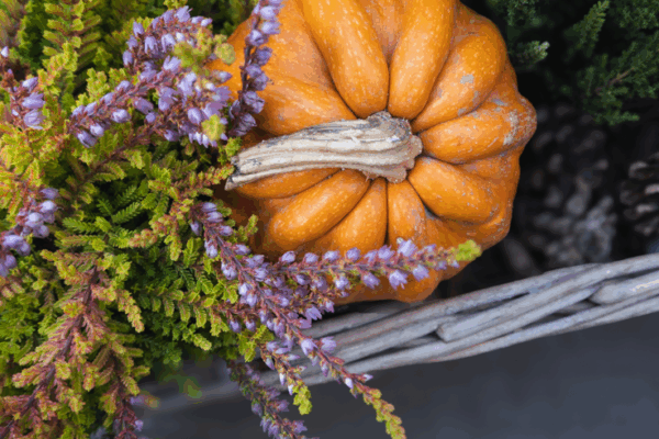 Podzimní dekorace do truhlíků