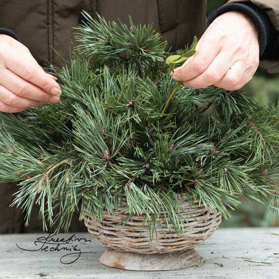 Vánoční dekorace na hroby. Vánoční dekorace na hrob. Vánoční výzdoba na hřbitov. Vánoce. Na Vánoce. Dušičkové dekorace. Dekorace na dušičky. Dekorace na hroby na Vánoce. Vánoční vazba na hrob inspirace. Dušičky. Vánoční dekorace na hřbitov. Vánoční dekorace hrobu. Dekorace na hrob. Výroba vánoční dekorace na hroby. Výzdoba hrobu na Vánoce. Vánoční výzdoba na hrob. Vánoční kytice na hrob. Zimní dekorace na hřbitov. Dekorace na hřbitov. Návod.