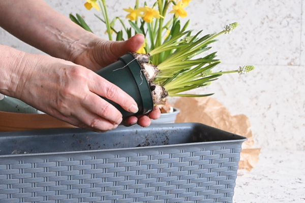 Jarní truhlíky: Inspirace na venkovní dekorace